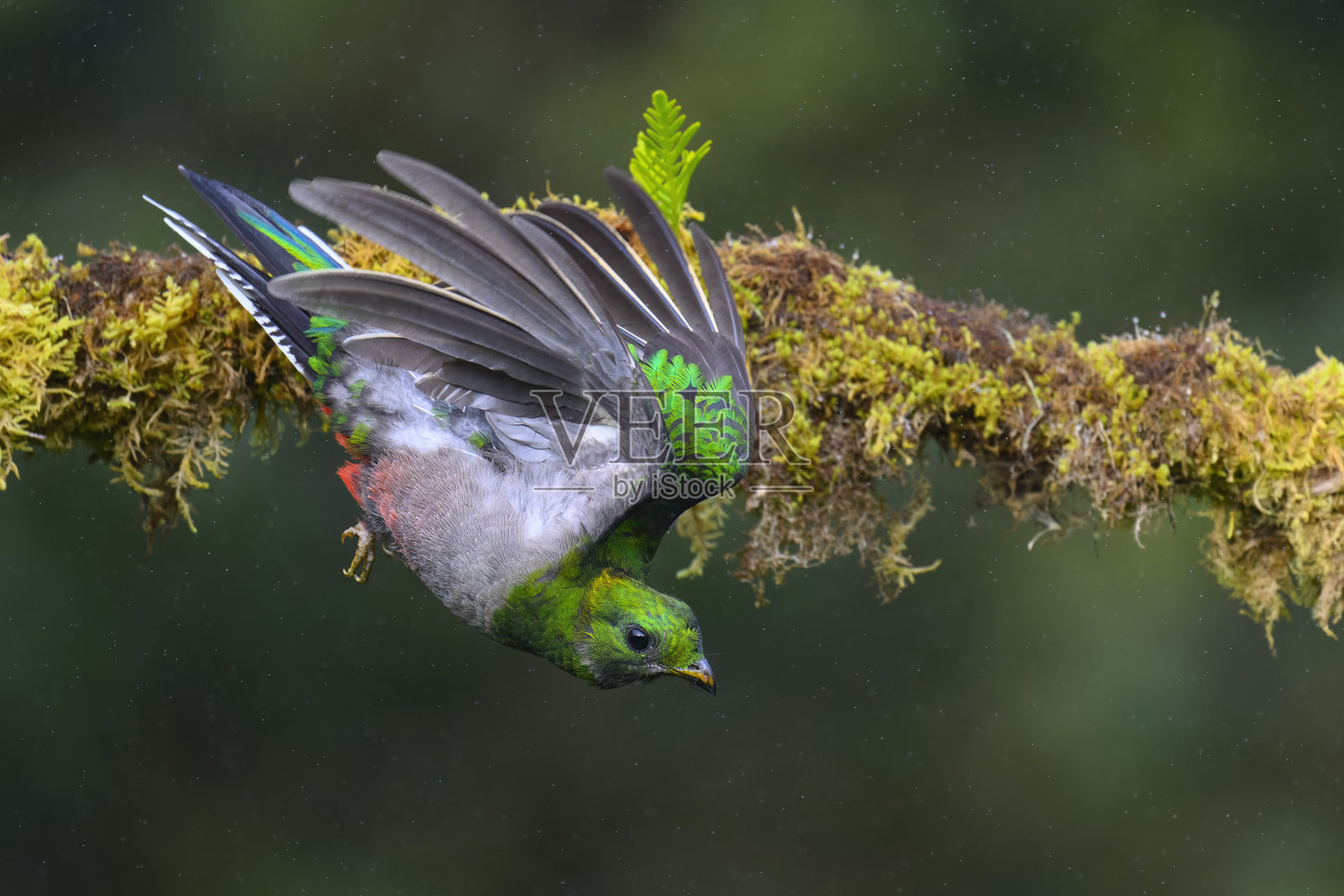 正在飞行的羽毛华丽的幼年雄性凤尾绿咬鹃照片摄影图片