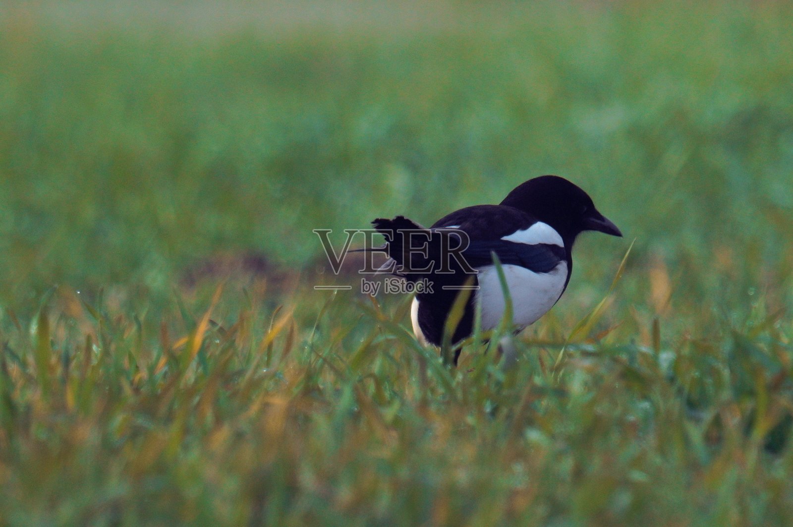 喜鹊照片摄影图片