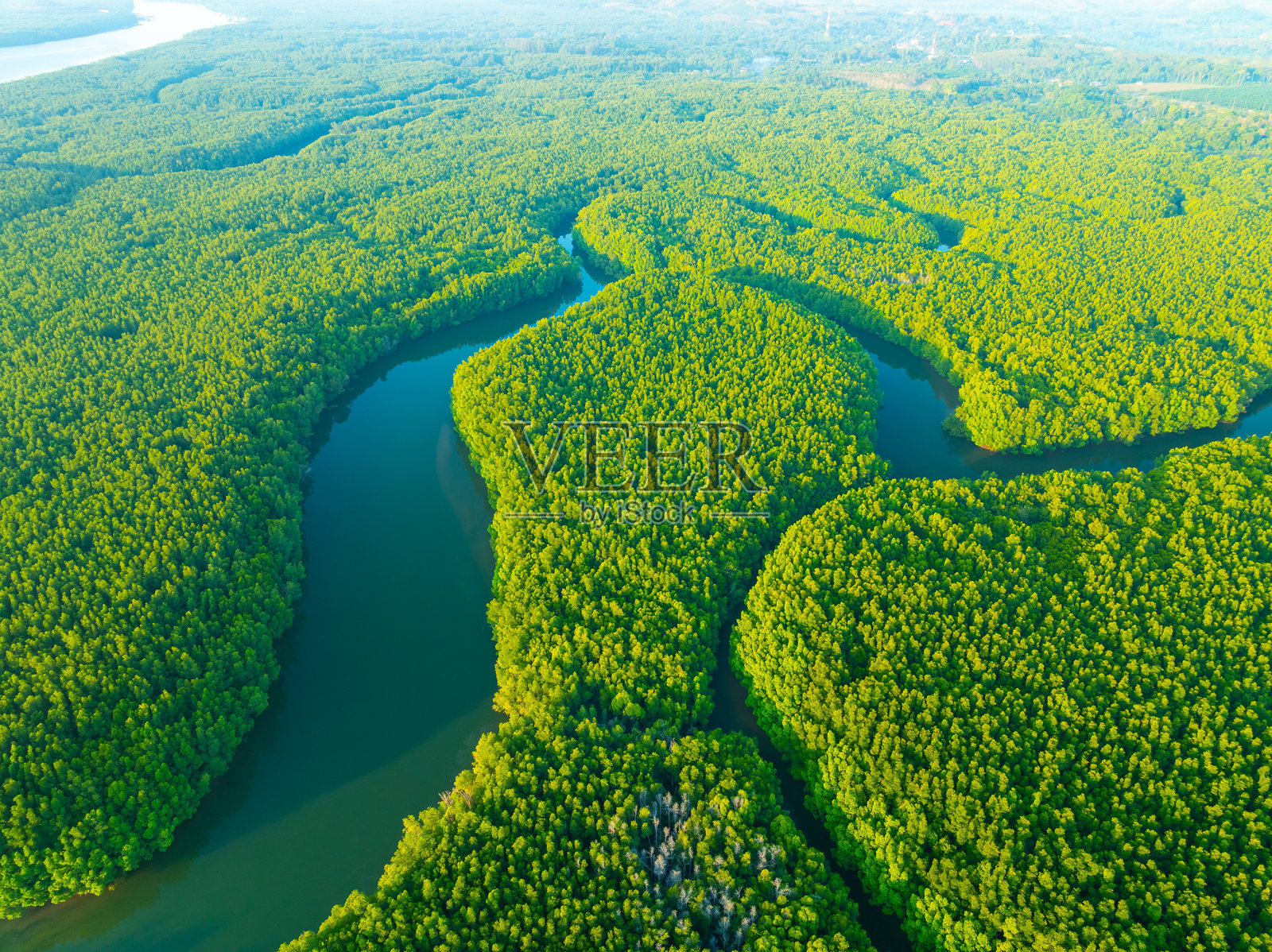 俯视红树林，惊艳的绿色自然森林背景照片摄影图片