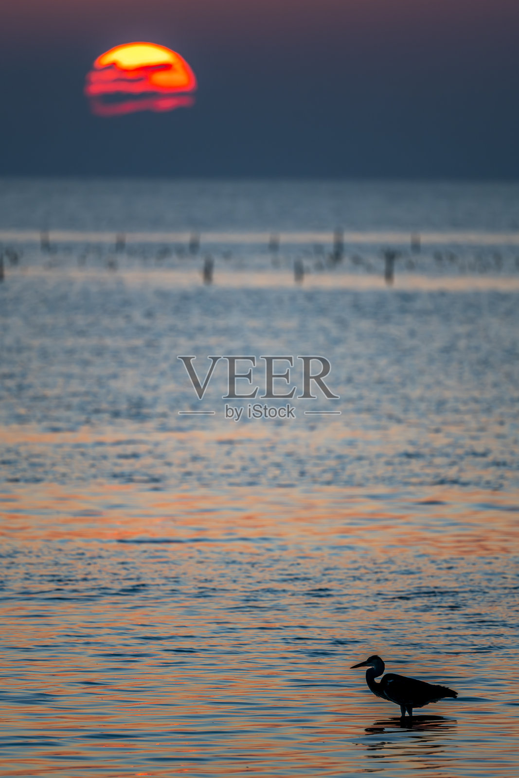 西礁鹭，Egretta gularis，阿曼希克曼海滩照片摄影图片