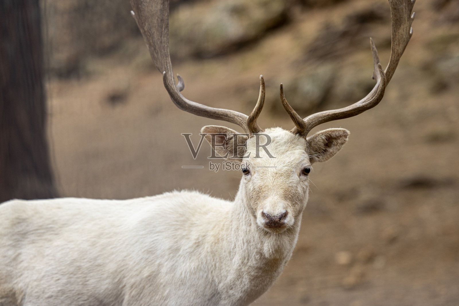 特写镜头：一只白色的梅花鹿照片摄影图片