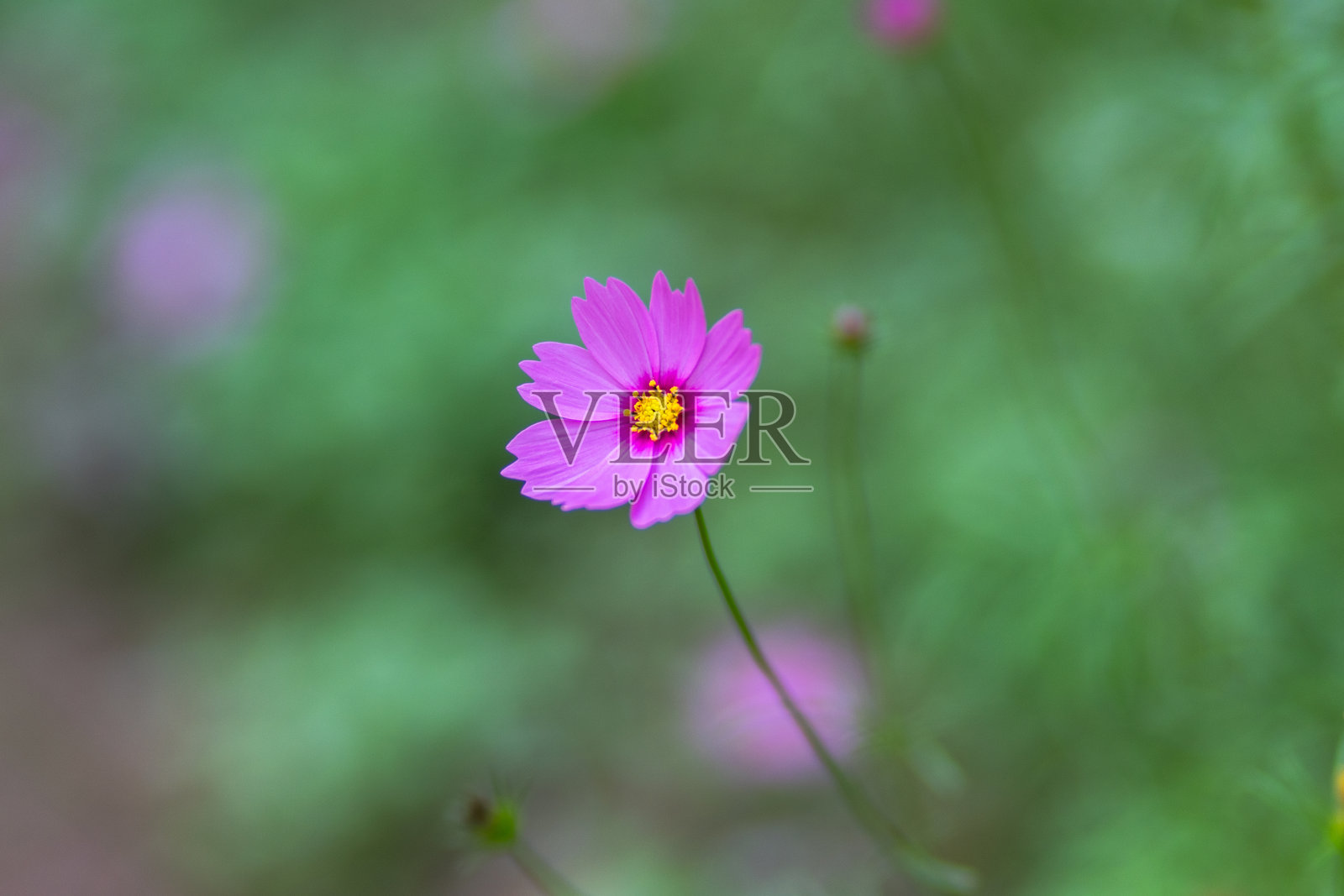 野花在自然中照片摄影图片