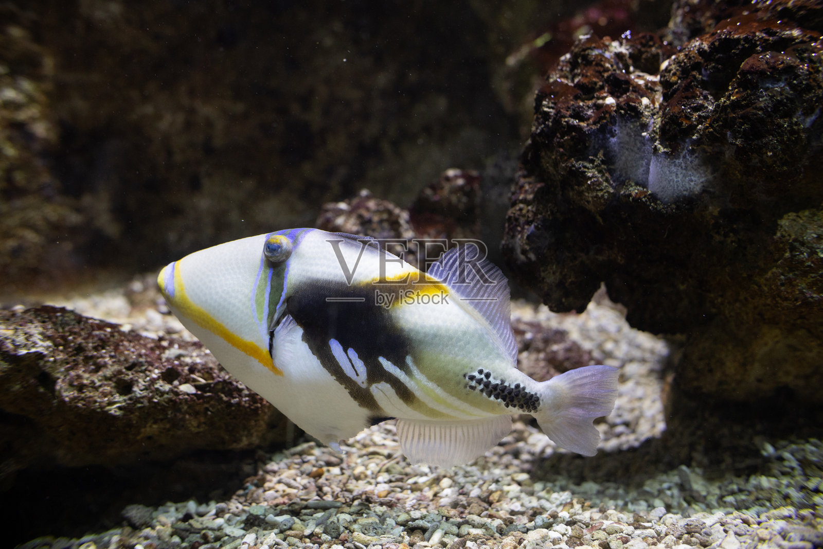 毕加索炮弹鱼在热带海洋珊瑚礁环境中游动照片摄影图片