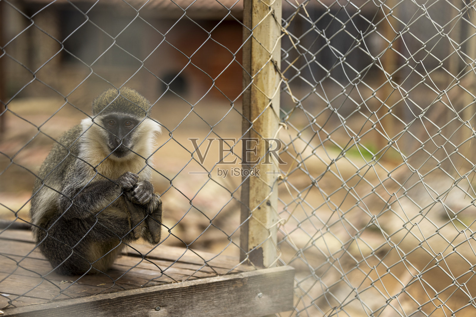 笼子里的长尾猴照片摄影图片