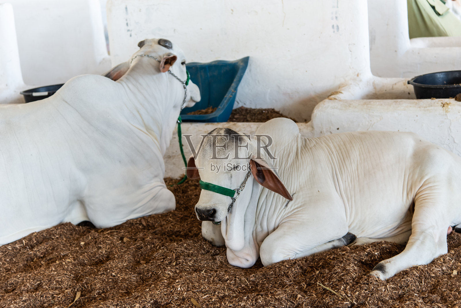 牛在牛栏里休息。照片摄影图片