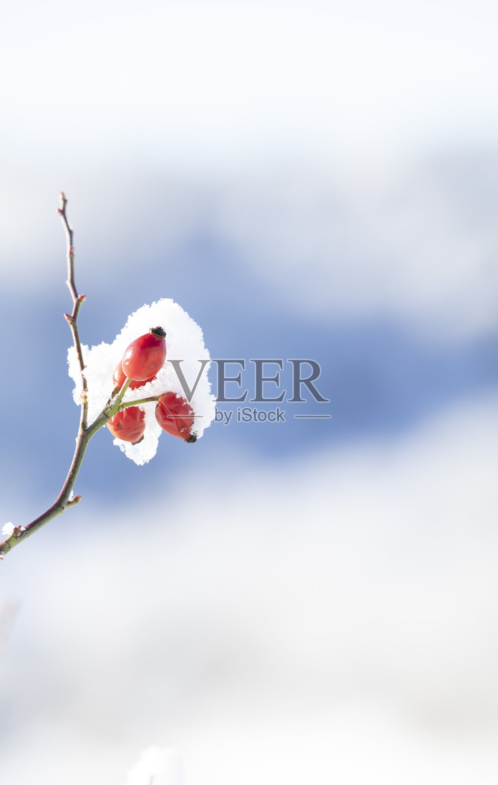 雪覆盖的枝条特写，上面挂着鲜红的狗蔷薇（Rosa canina）果实，背景是柔和的蓝天。照片摄影图片