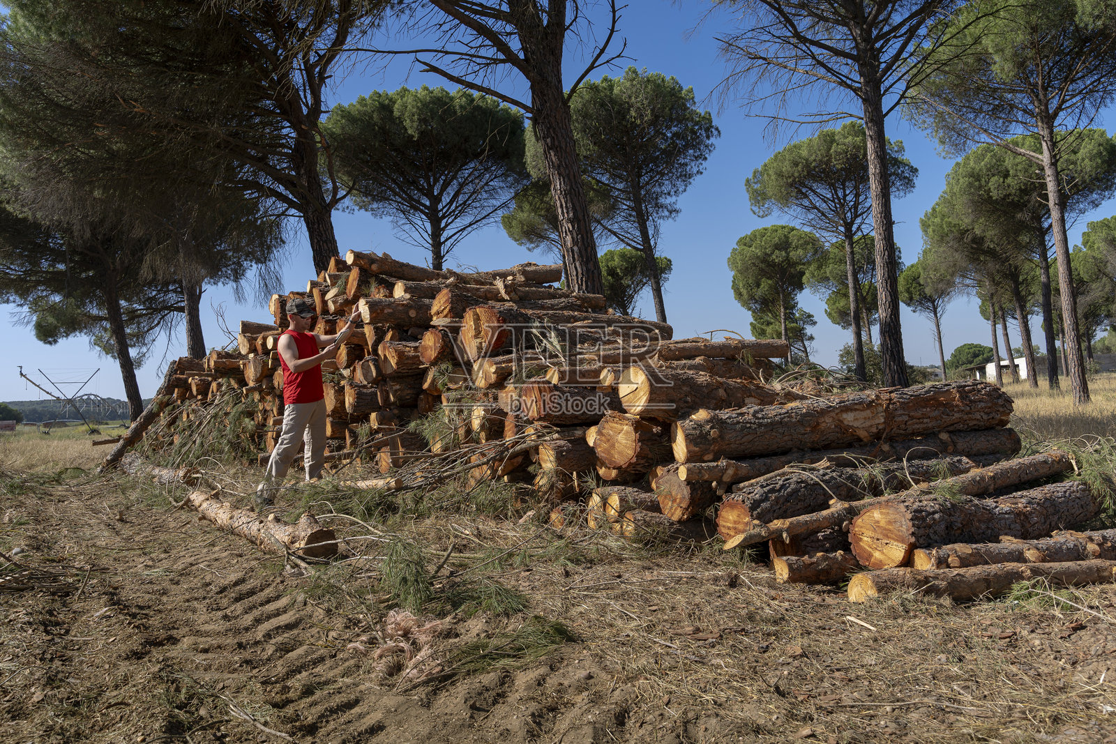 伐木工人在松树林中检查木材原木照片摄影图片