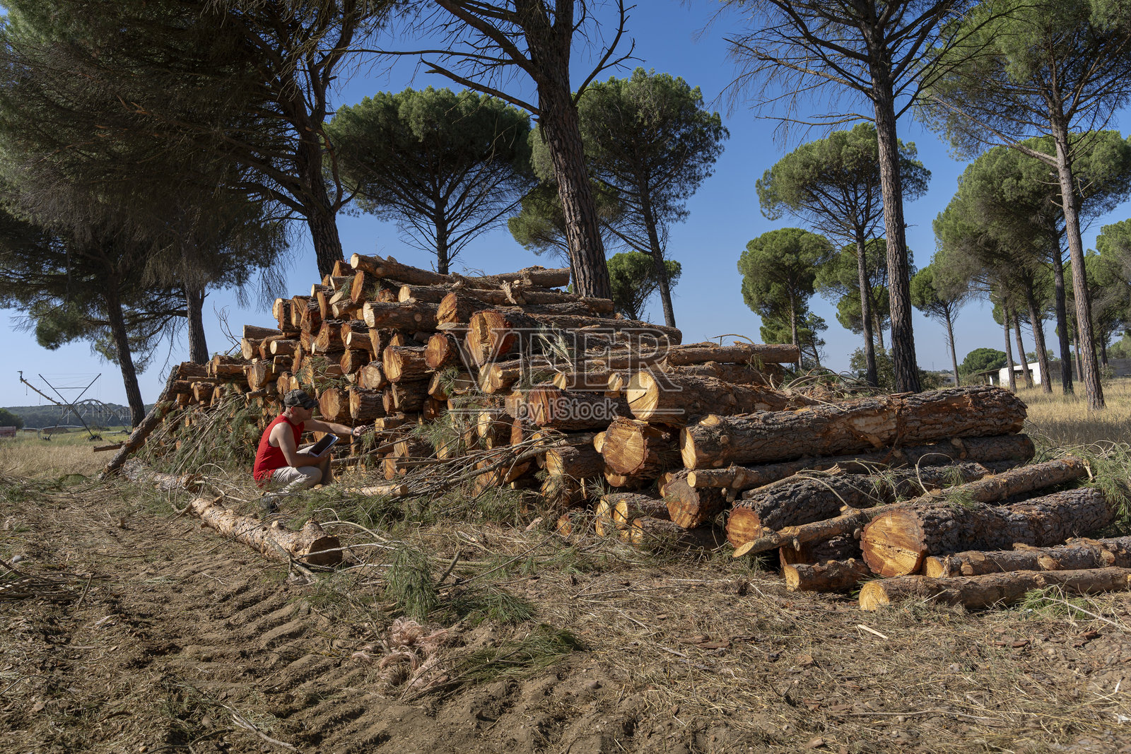 伐木工人在松树林中检查木材原木照片摄影图片