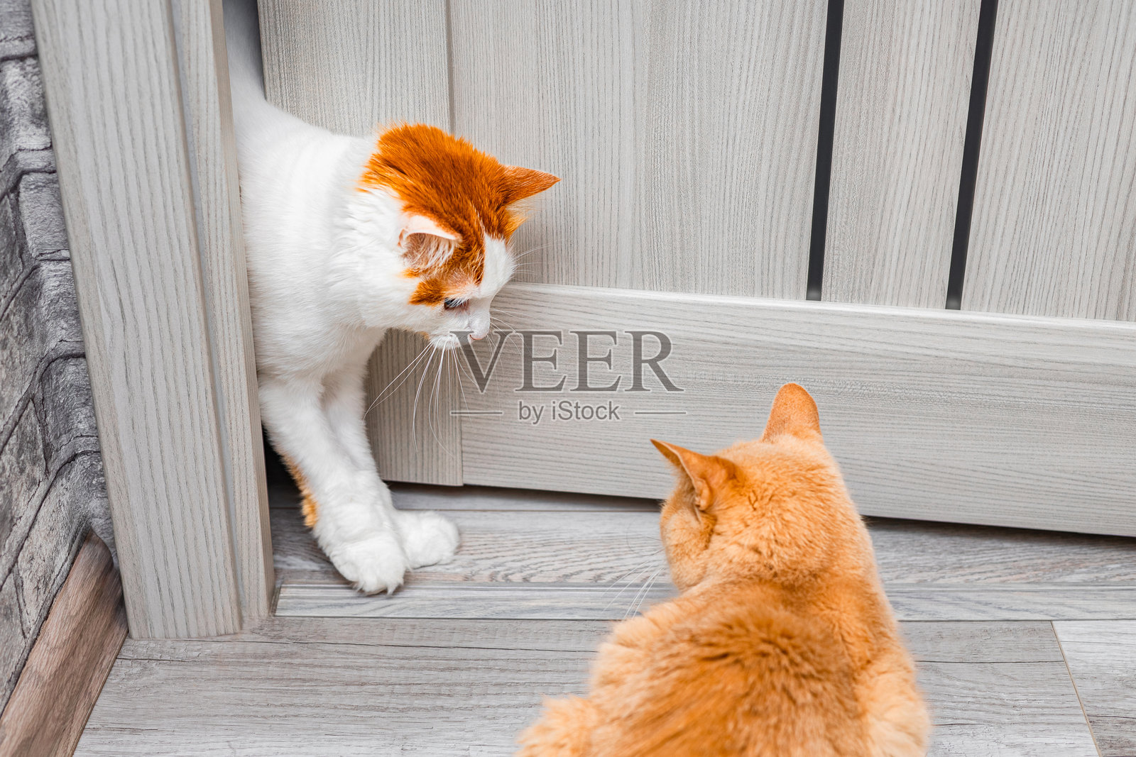 一只家猫从半开的门后探出头来。照片摄影图片