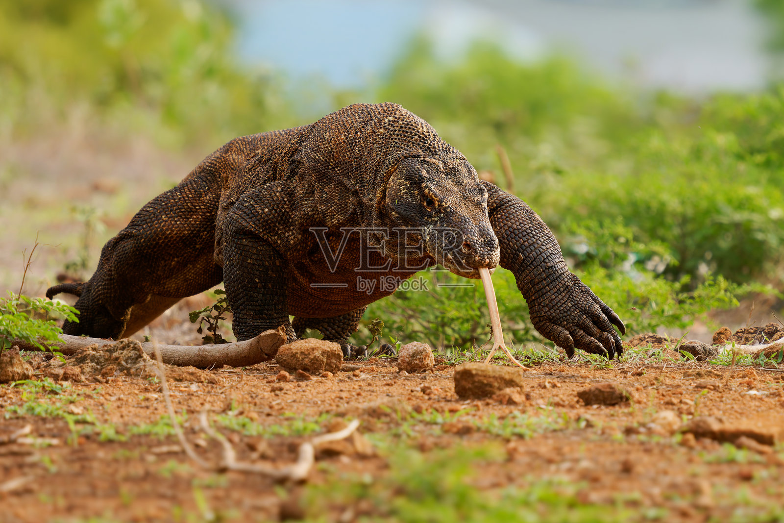 巨蜥科（Varanidae）特有于印度尼西亚的科莫多岛、林卡岛和弗洛勒斯岛，它们捕猎、伏击并以野猪为食。照片摄影图片