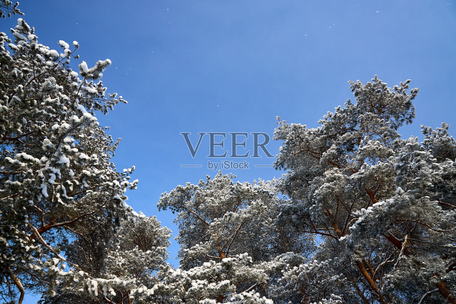 冬日松树顶的蓝天雪景，背景寒冷霜冻，飘落着雪花，并留有复制空间。照片摄影图片