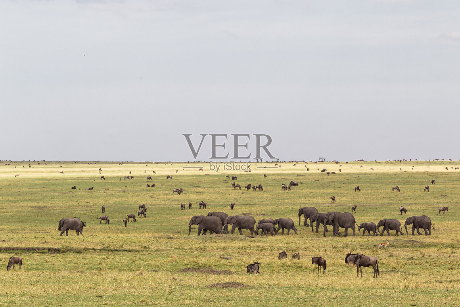 非洲稀树草原上的大型和小型食草动物。大象和角马在稀树草原上。肯尼亚马赛马拉。照片摄影图片