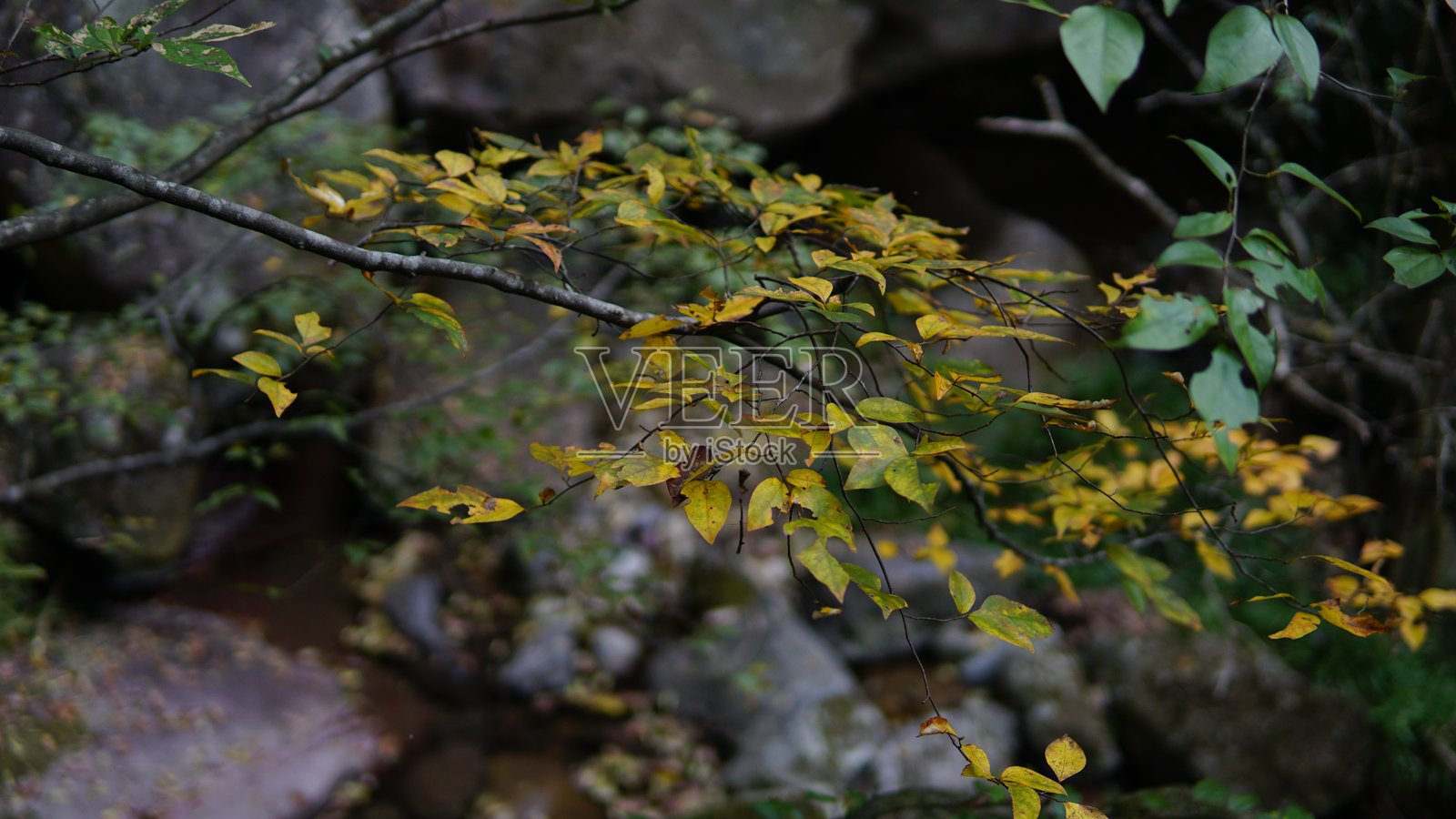金华山秋景——中国浙江彩色山峦与宁静森林照片摄影图片