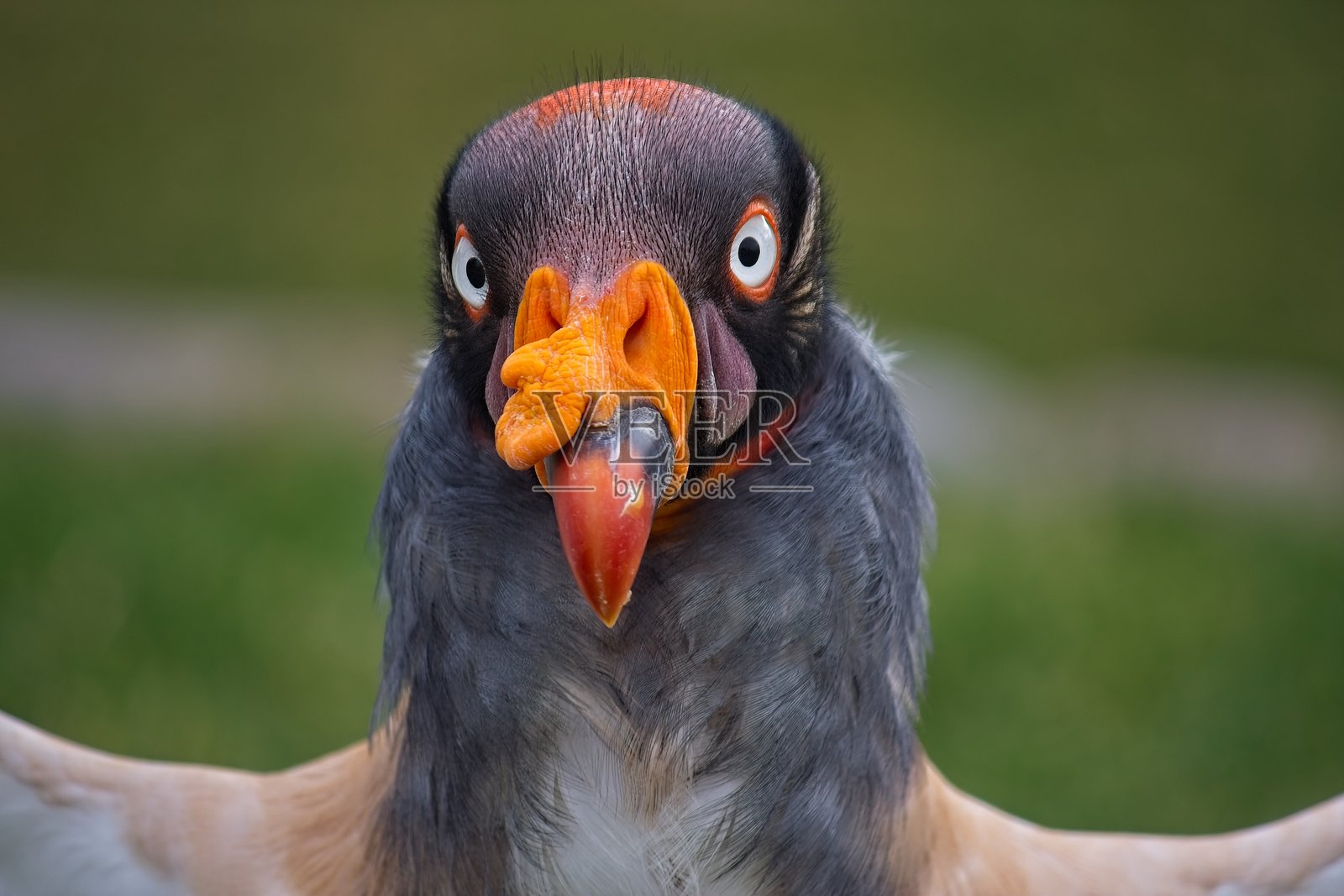 特写一只国王鹫，学名：Sarcoramphus papa。照片摄影图片