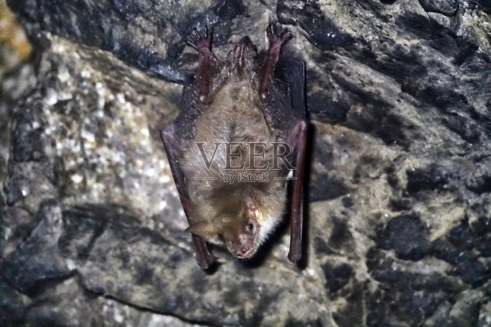 栖息在人造洞穴中的小耳鼠耳蝠（Myotis blythii）照片摄影图片