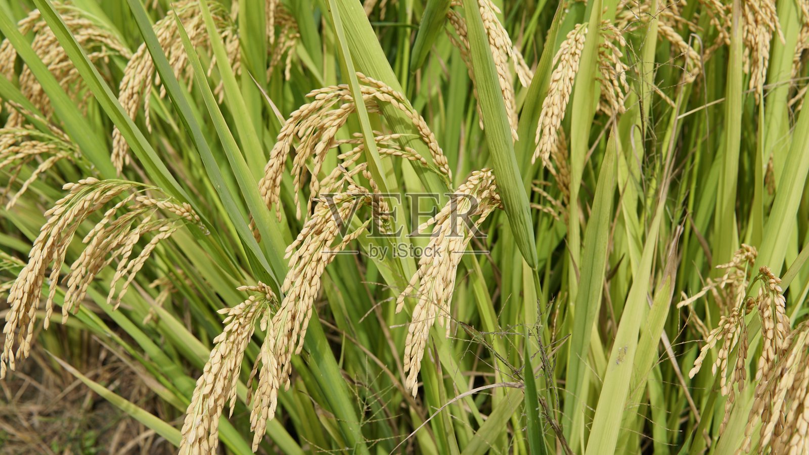 金华山秋景——浙江金色的山峦与宁静的森林照片摄影图片