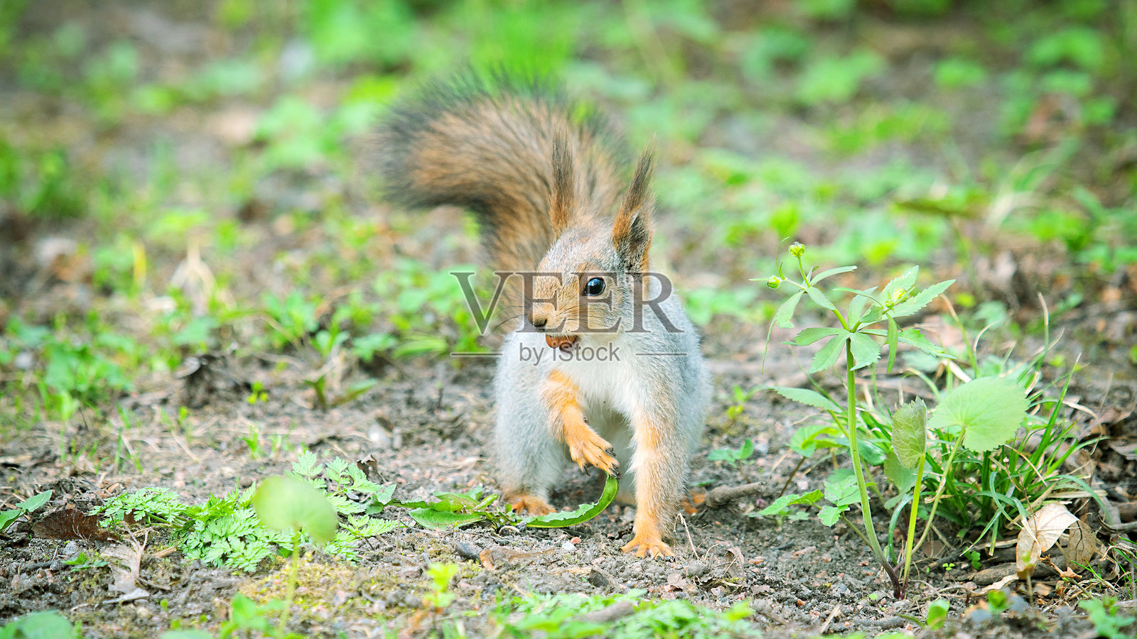穿着冬季羽毛的红松鼠在春天的公园里照片摄影图片