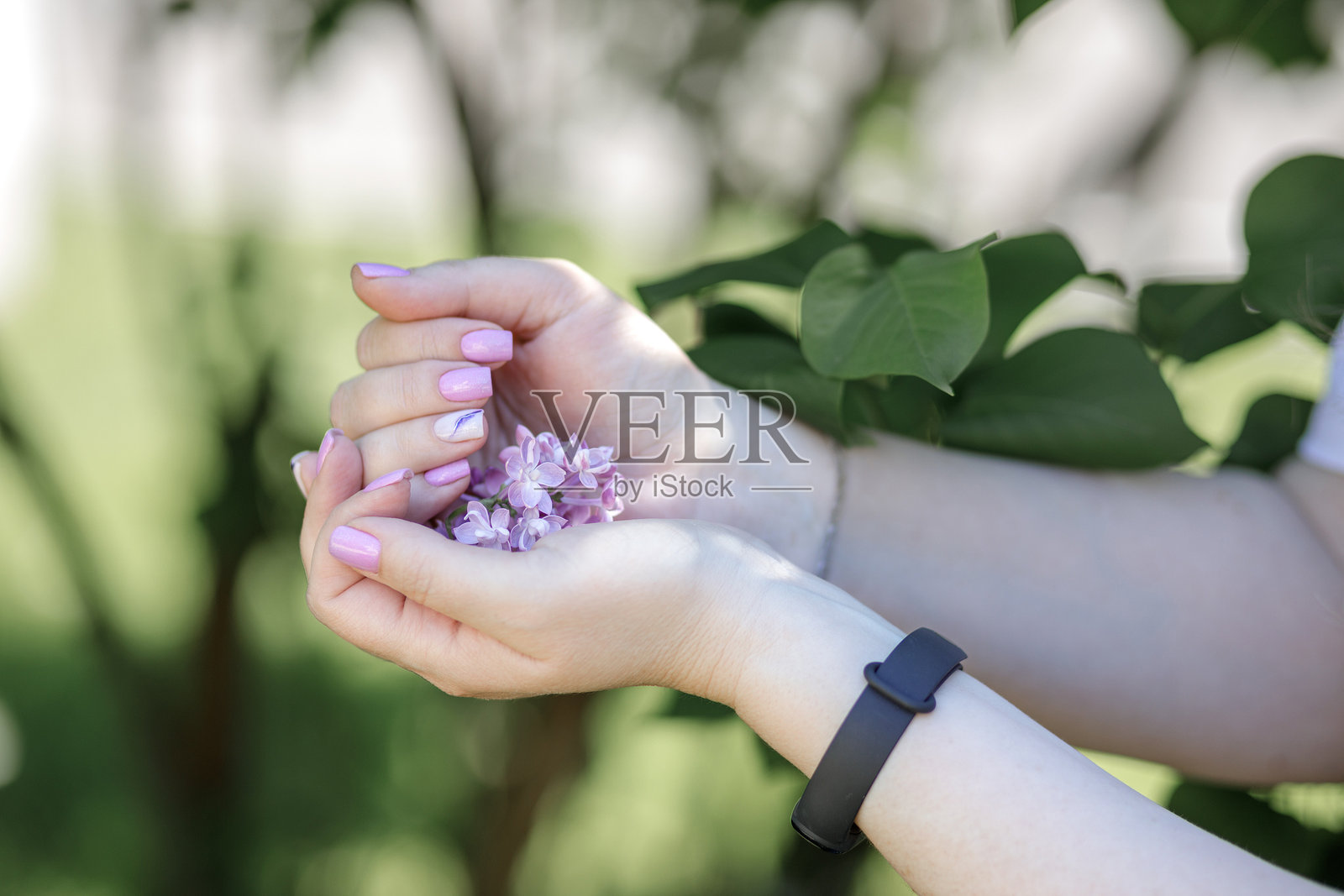 一位女士双手捧着紫丁香花束，在夏日公园中漫步。照片摄影图片