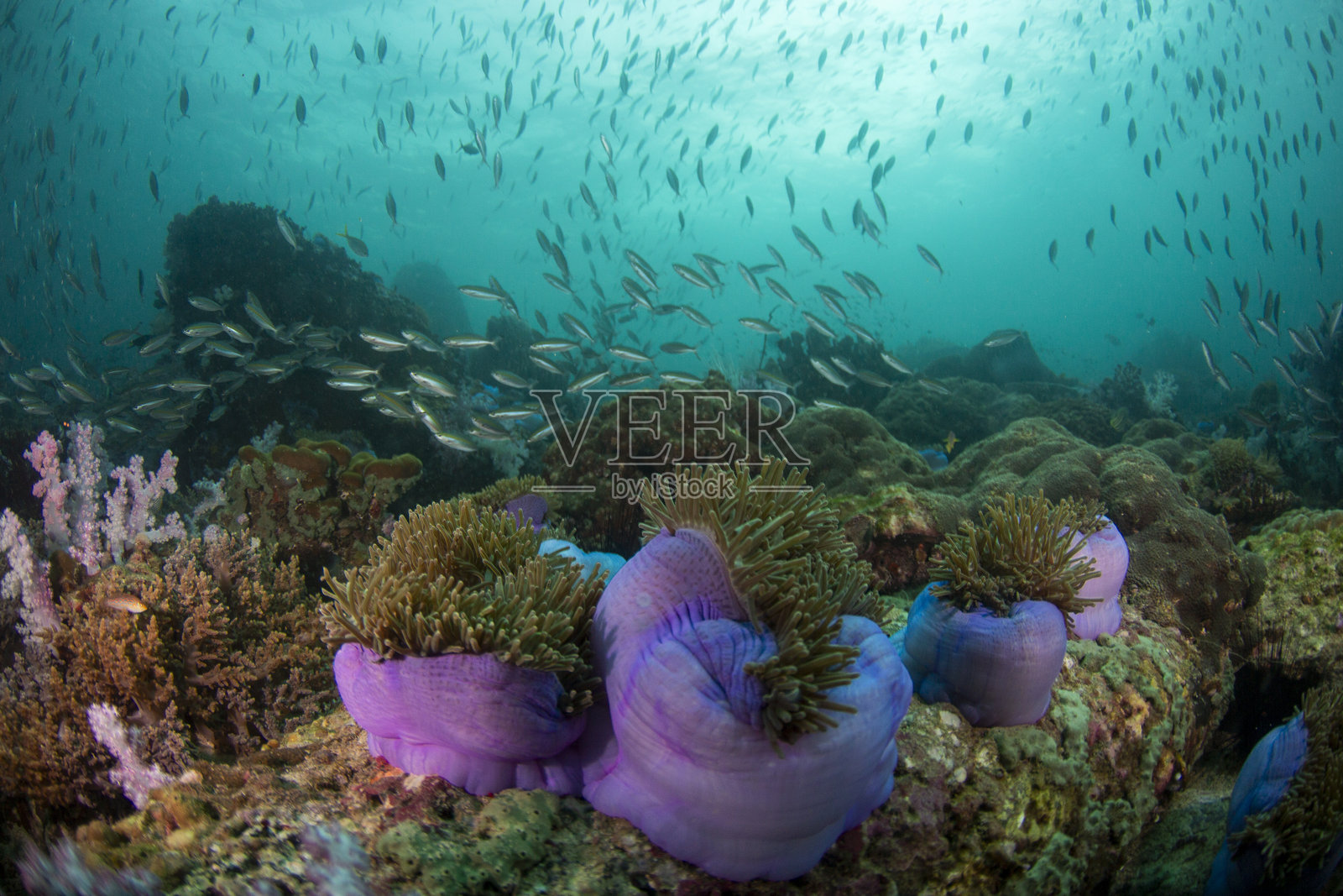 白天在热带地区清澈的海水和珊瑚礁中游动的彩色珊瑚和鱼照片摄影图片