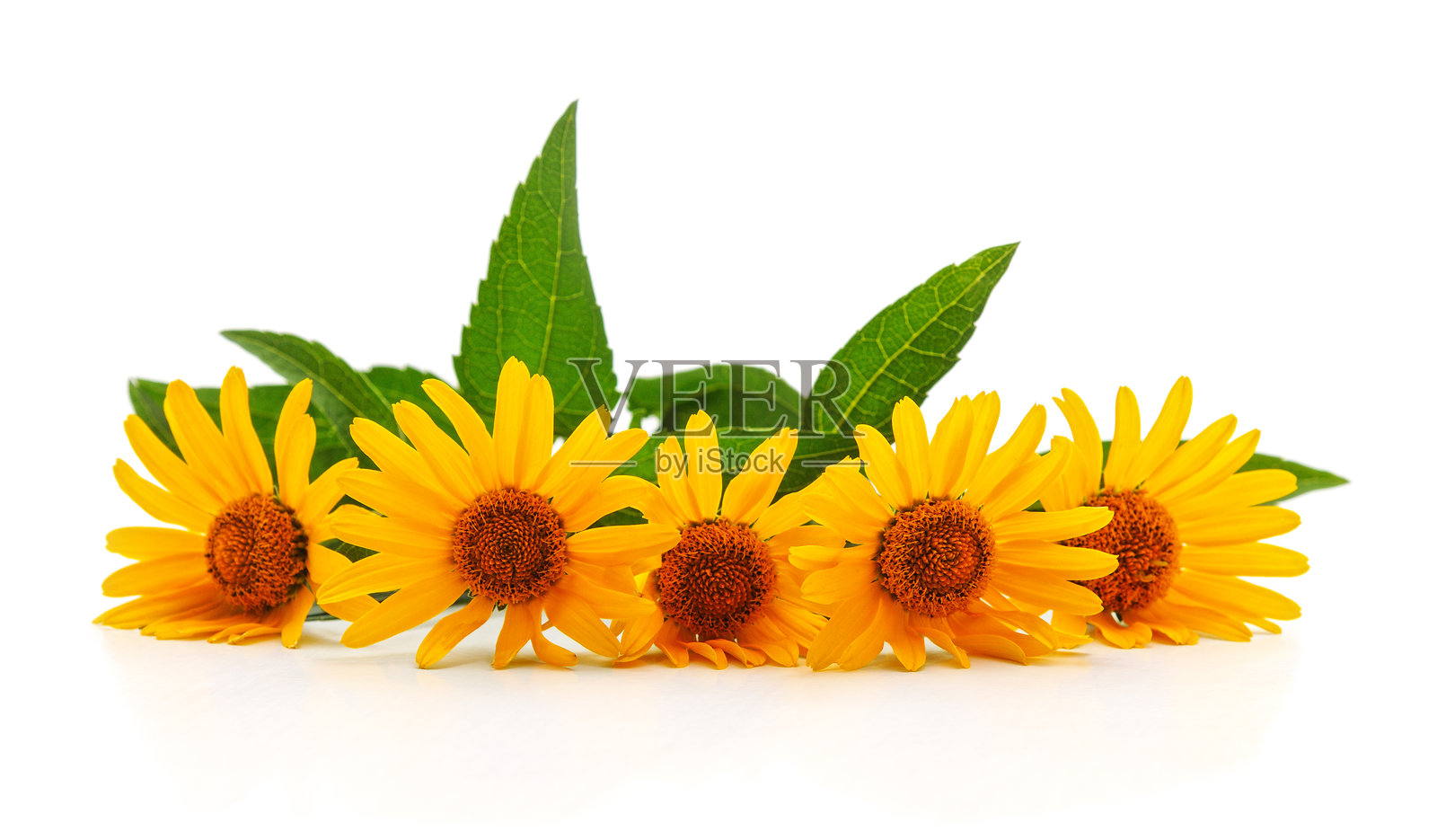 鲜艳的黄色雏菊花束，配有绿叶。照片摄影图片