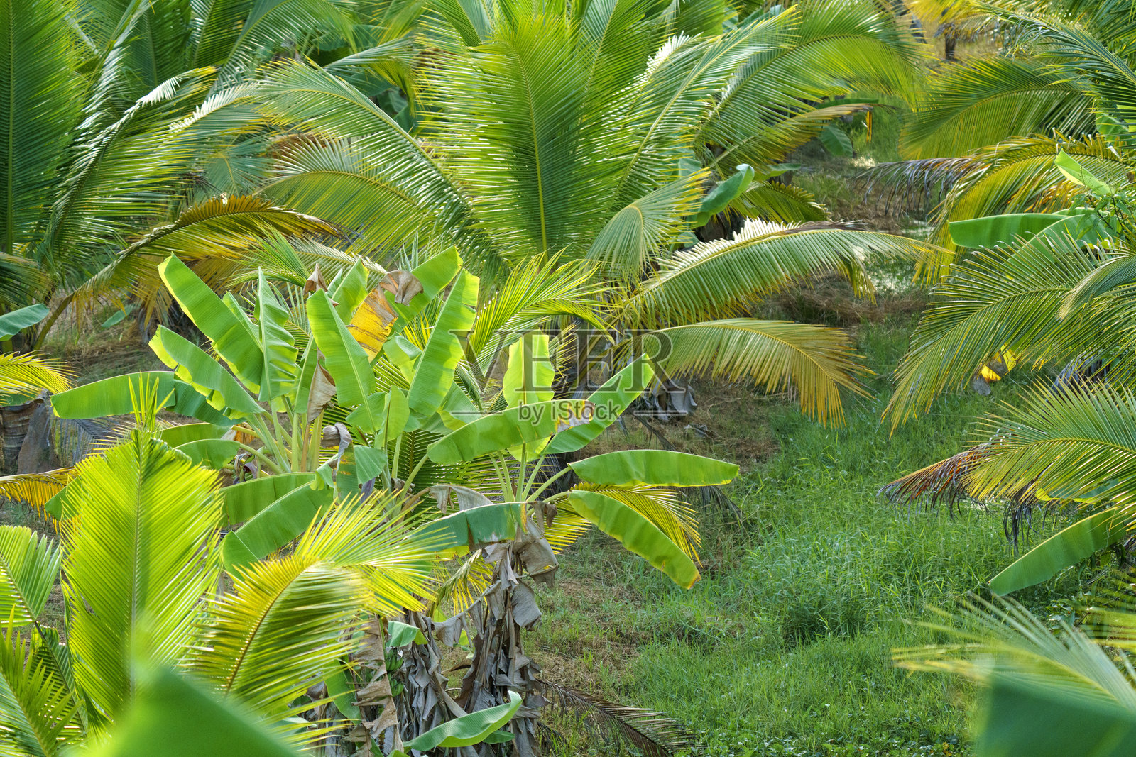 郁郁葱葱的热带花园，在茂密的种植园中，有色彩鲜艳的香蕉叶和椰子棕榈叶。从高处俯瞰，柔和的日光下是充满异国情调的绿色植物的自然户外景观。照片摄影图片