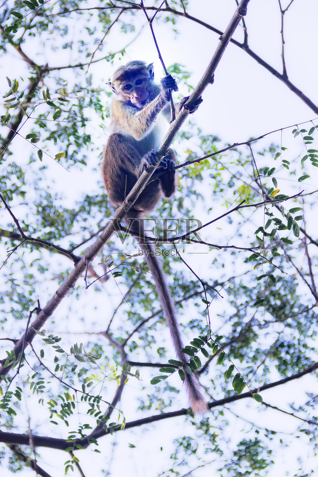 苍额长尾猴照片摄影图片