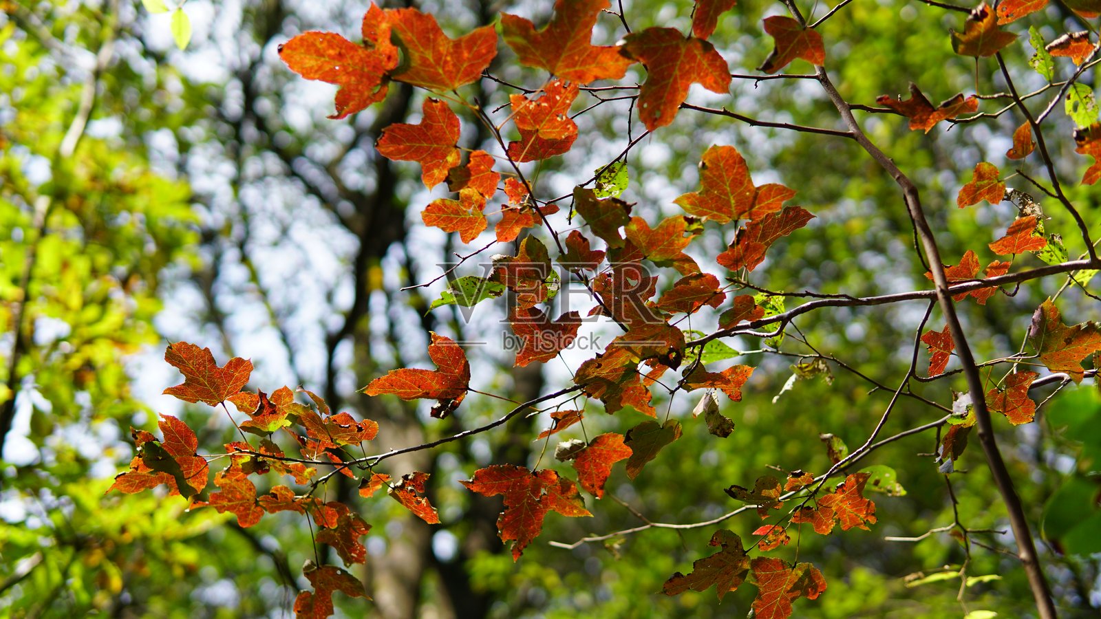 金华山秋景——浙江美景，层林尽染，静谧幽深照片摄影图片