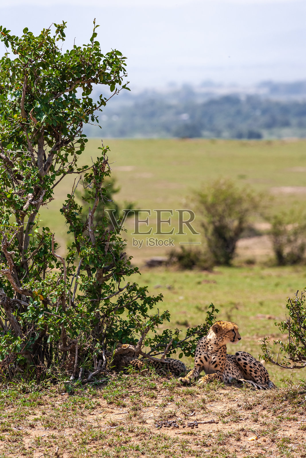 一只猎豹栖息在马赛马拉灌木丛的阴凉处，肯尼亚，非洲照片摄影图片