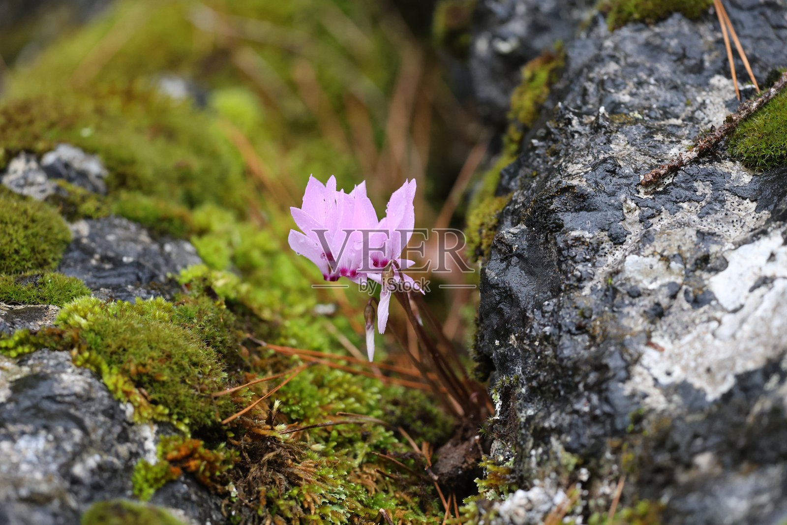 仙客来花丛林地面照片摄影图片