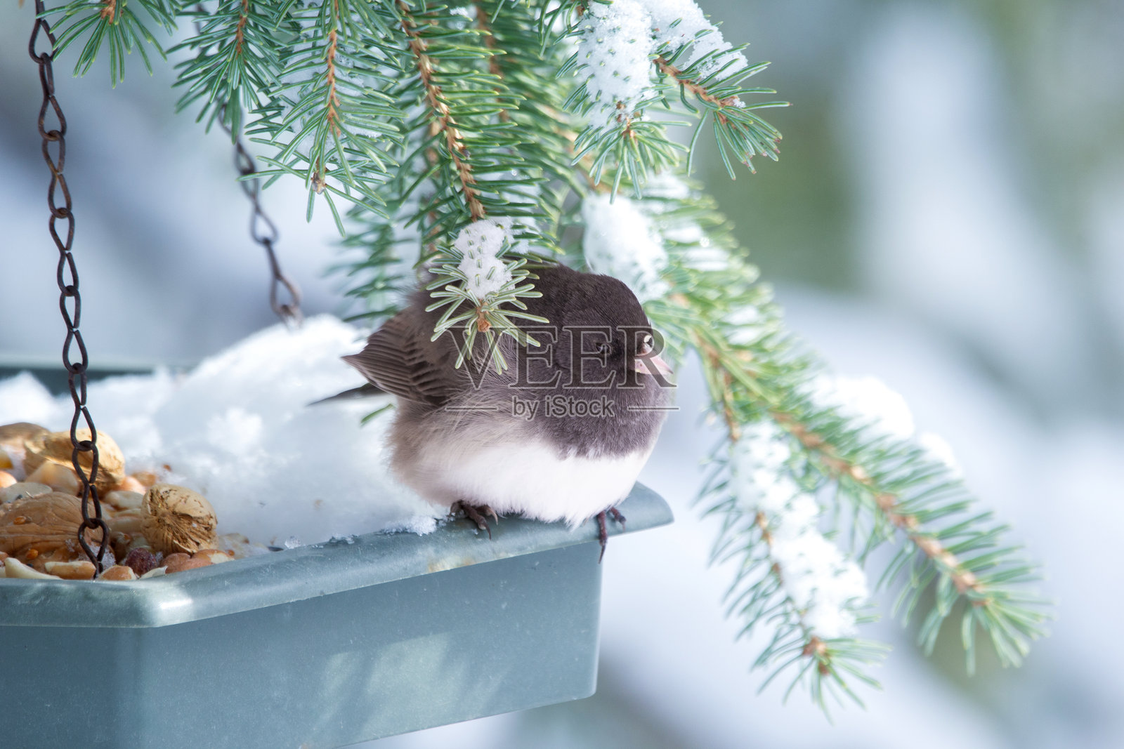 冬季公园里，一只小鹪鹩在喂食器上吃食。照片摄影图片