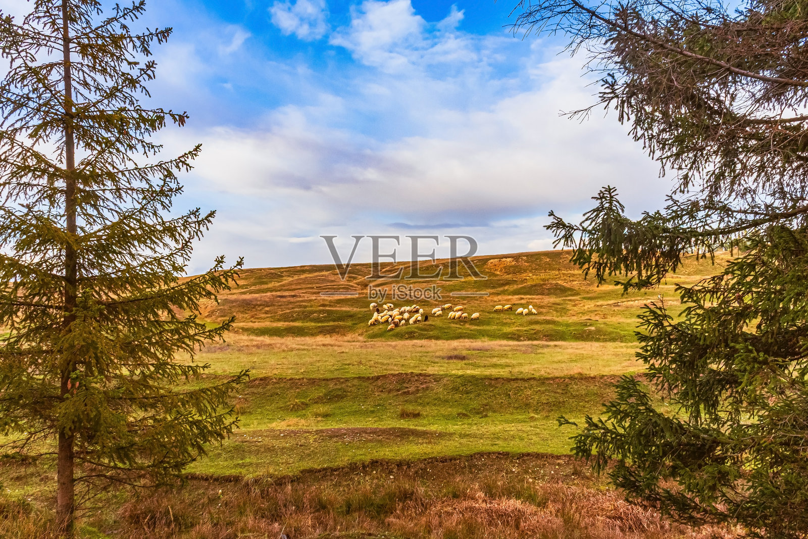 风景，森林，喀尔巴阡山脉，自然风光 - 欧洲，东欧照片摄影图片