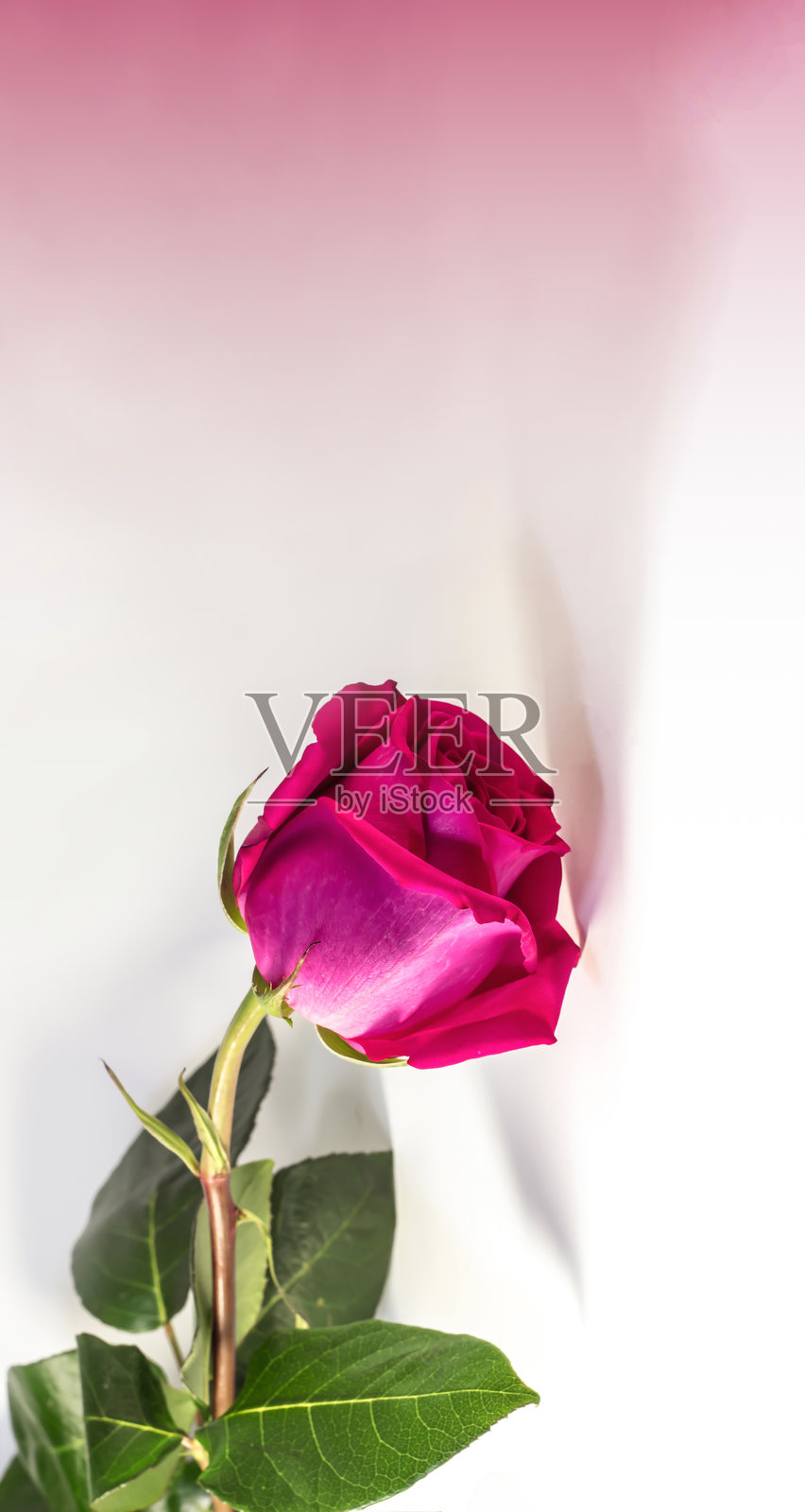 白底红玫瑰。照片摄影图片