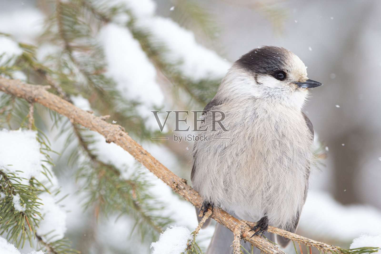 加拿大松鸦栖息在雪林中的冷杉枝上照片摄影图片