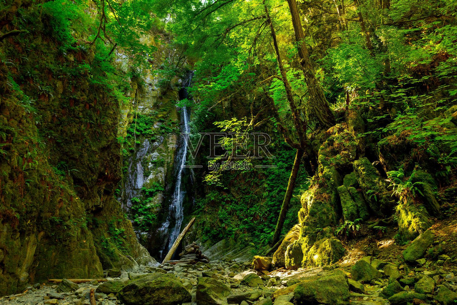 雨林中壮丽的自然景观，有瀑布、蕨类植物和苔藓。照片摄影图片