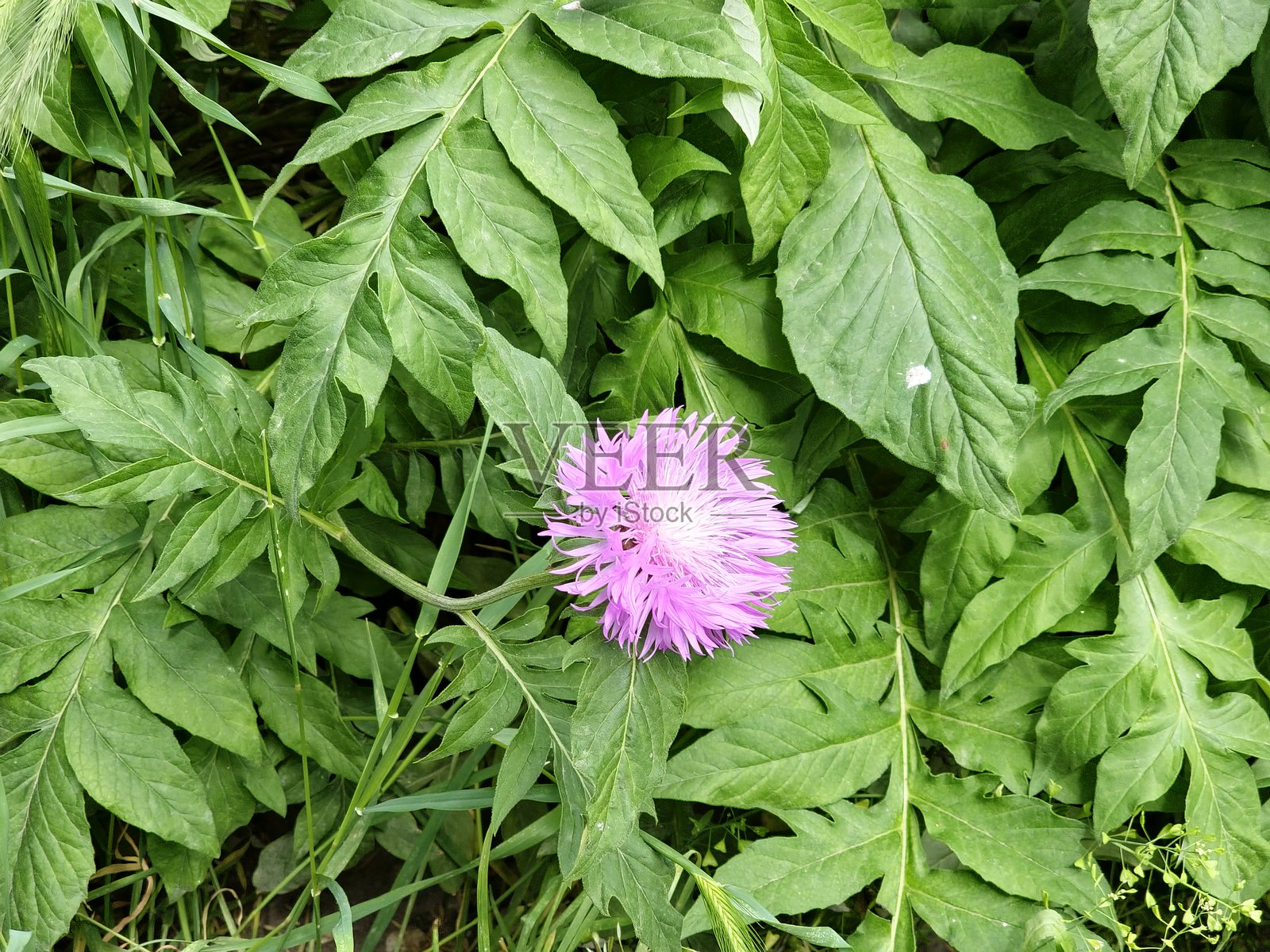 Psephellus dealbatus Psephellus dealbatus 是一种草本植物，是菊科 Psephellus 属的一个物种照片摄影图片