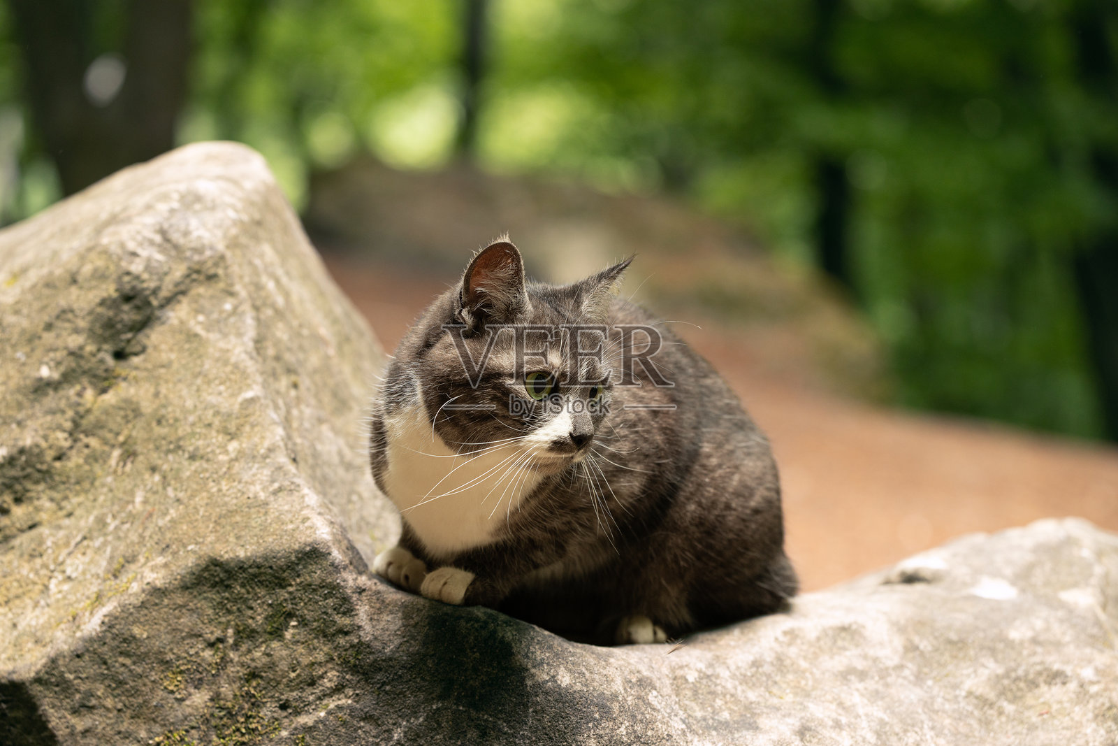 一只可爱的成年猫坐在石头上，背景虚化照片摄影图片