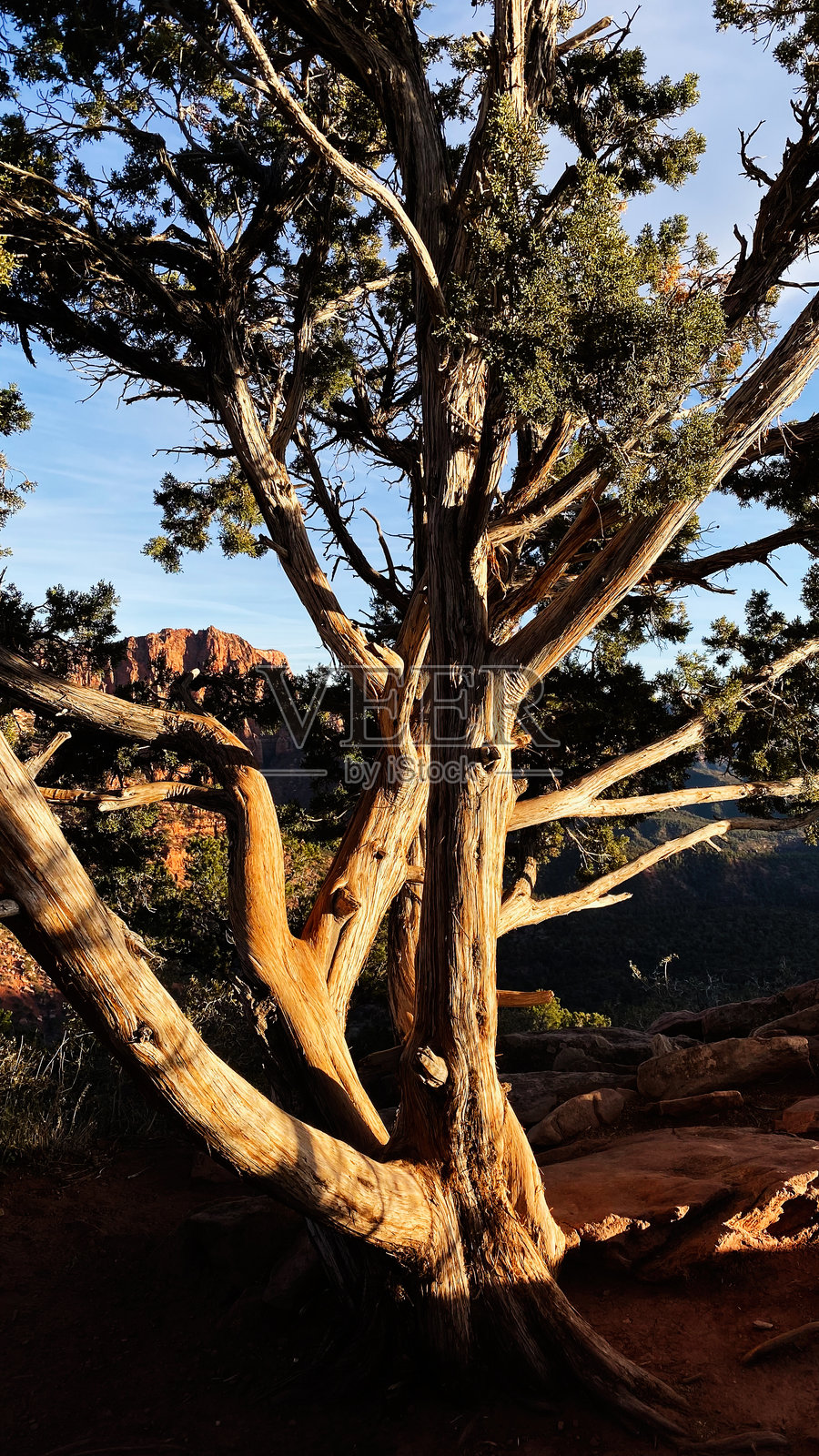 日落时分，犹他州沙漠峡谷中扭曲的树木，红岩和蓝天照片摄影图片