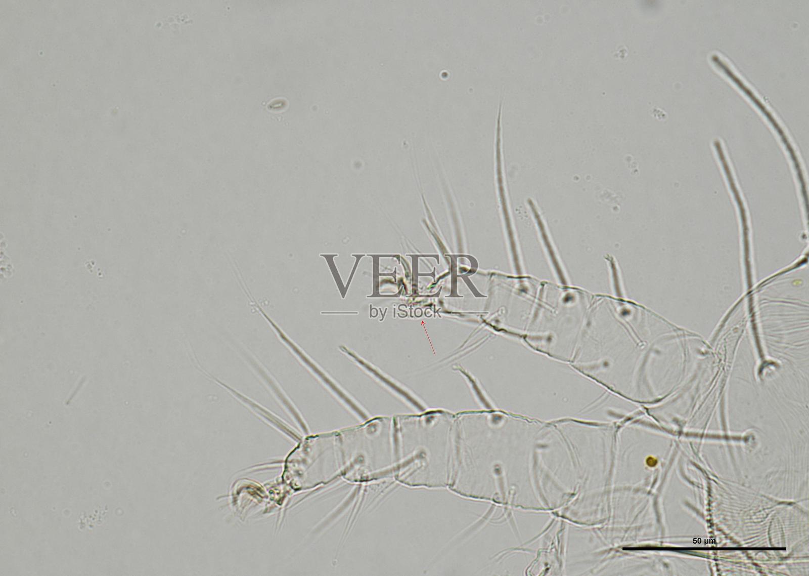 显微镜下的土壤微生物，包括变形虫、鞭毛虫、线虫、真菌和细菌照片摄影图片