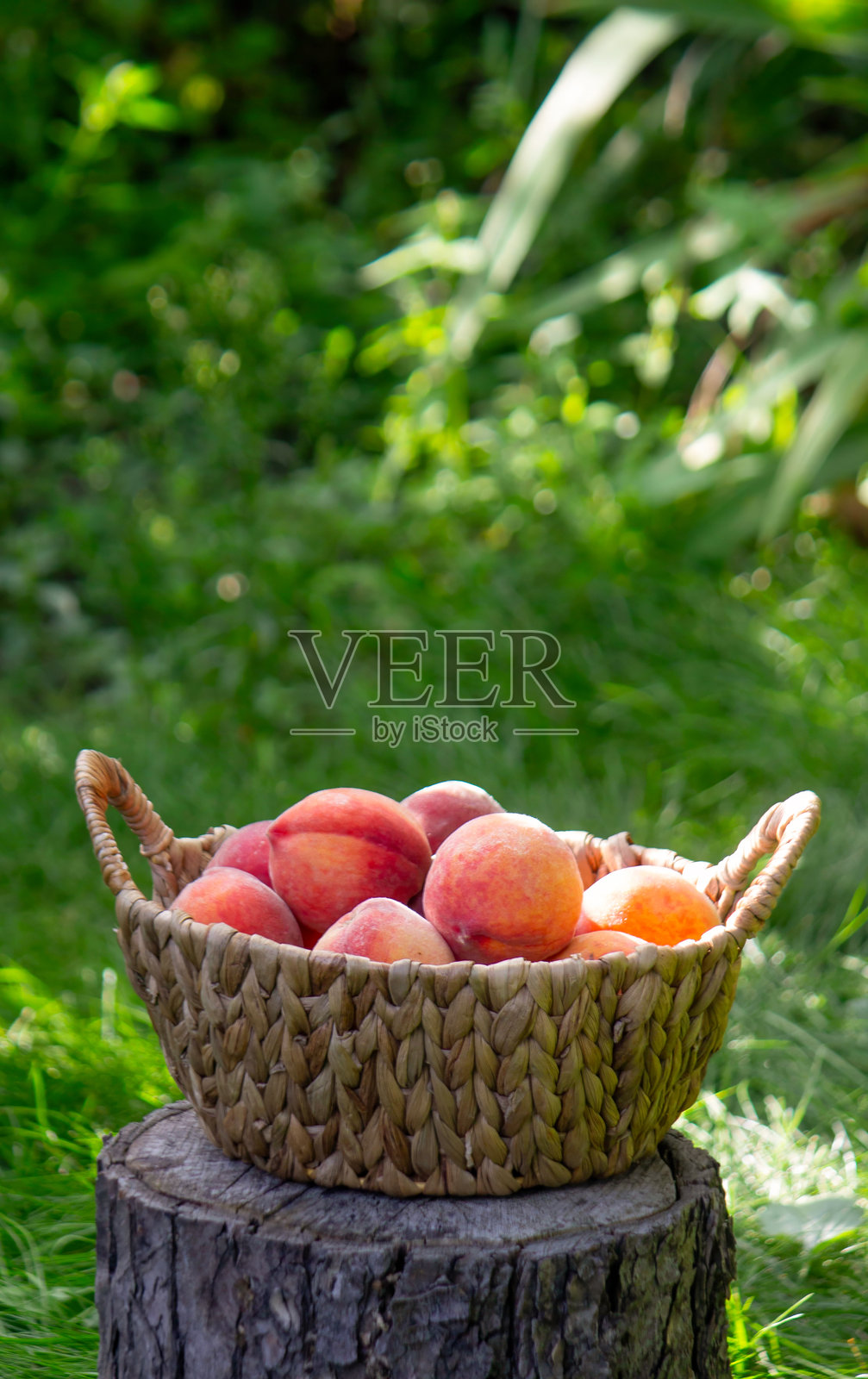 柳条编织的篮子装满成熟的桃子，摆放在树桩上，体现夏日丰收的概念照片摄影图片