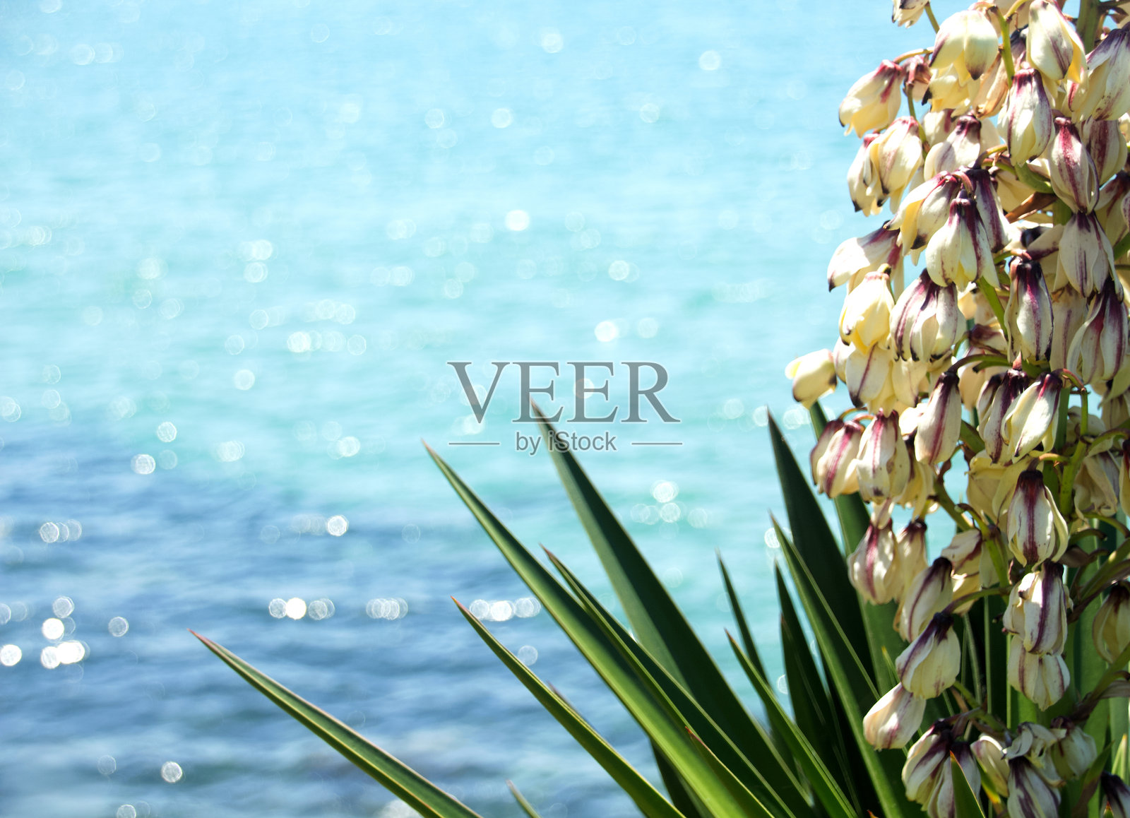 闪耀大海旁的丝兰照片摄影图片