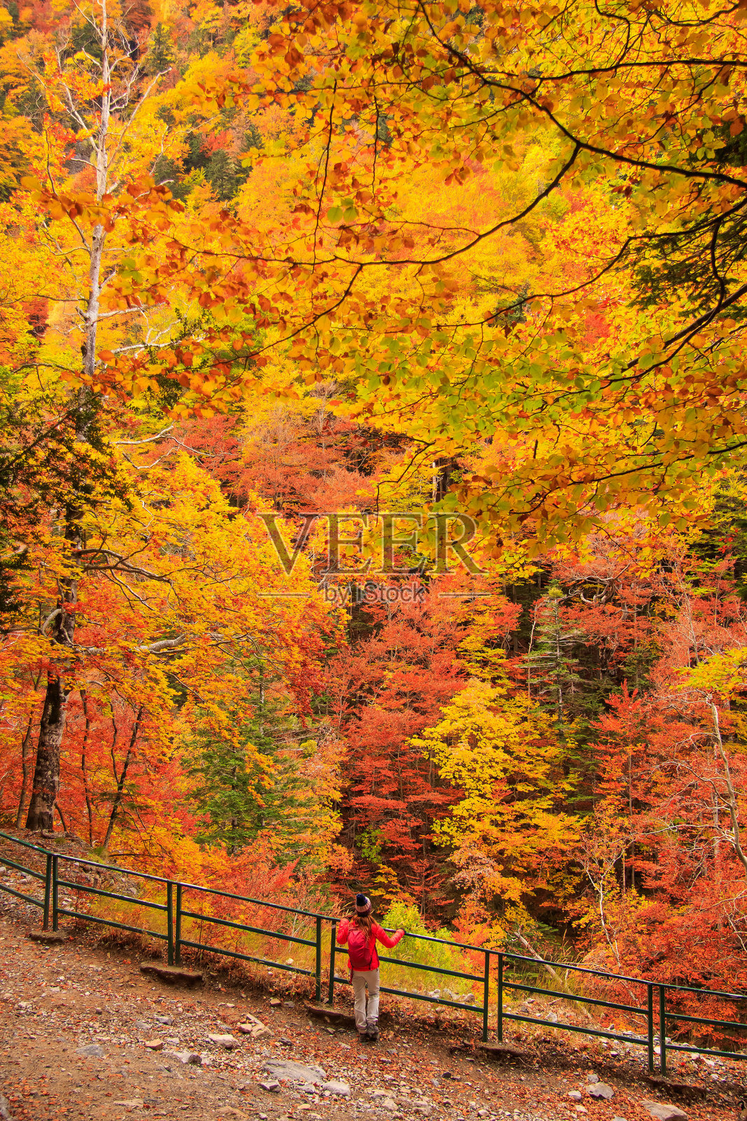 奥尔德萨国家公园的秋日色彩照片摄影图片