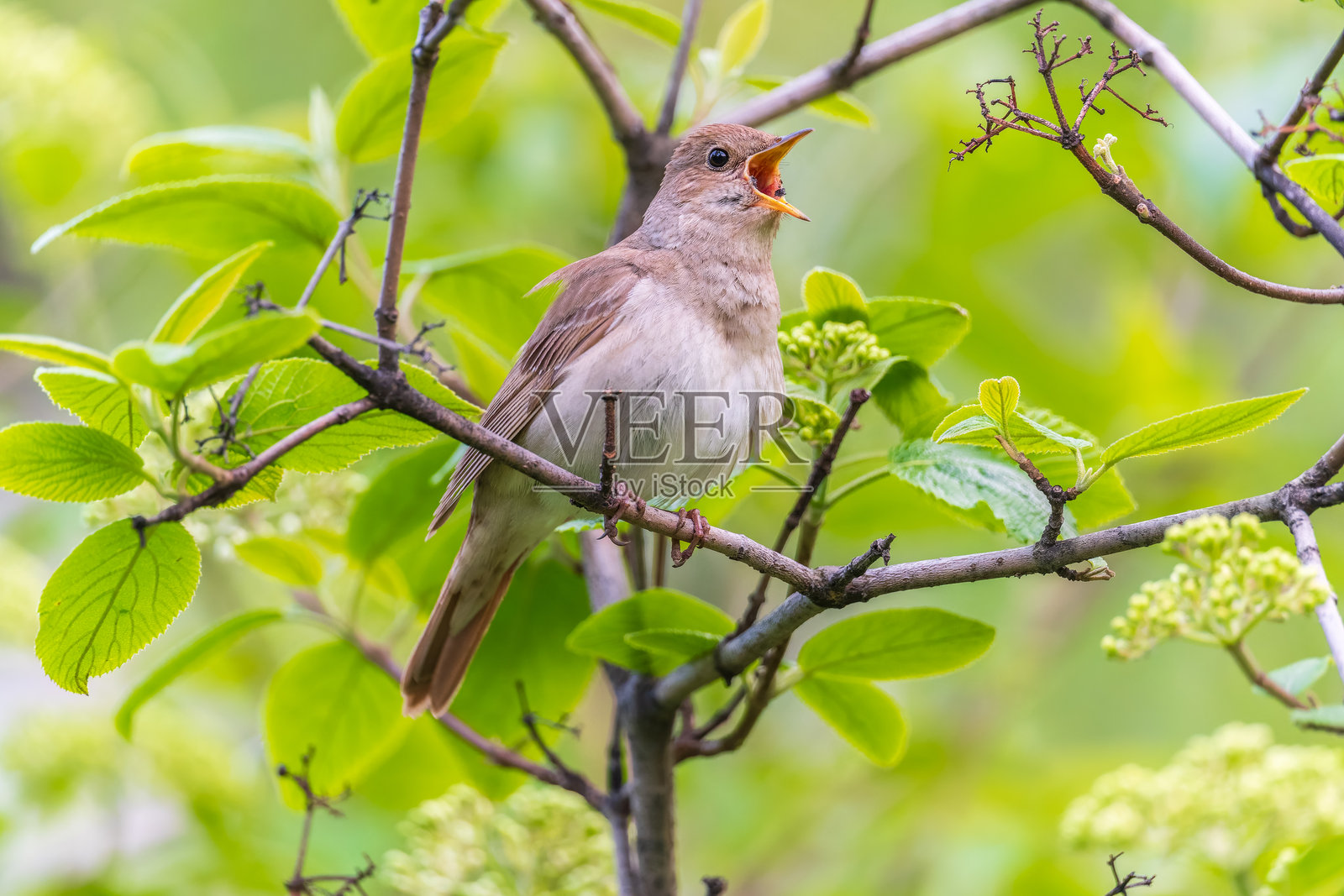 夜莺， Luscinia luscinia。一只鸟栖息在树枝上歌唱照片摄影图片
