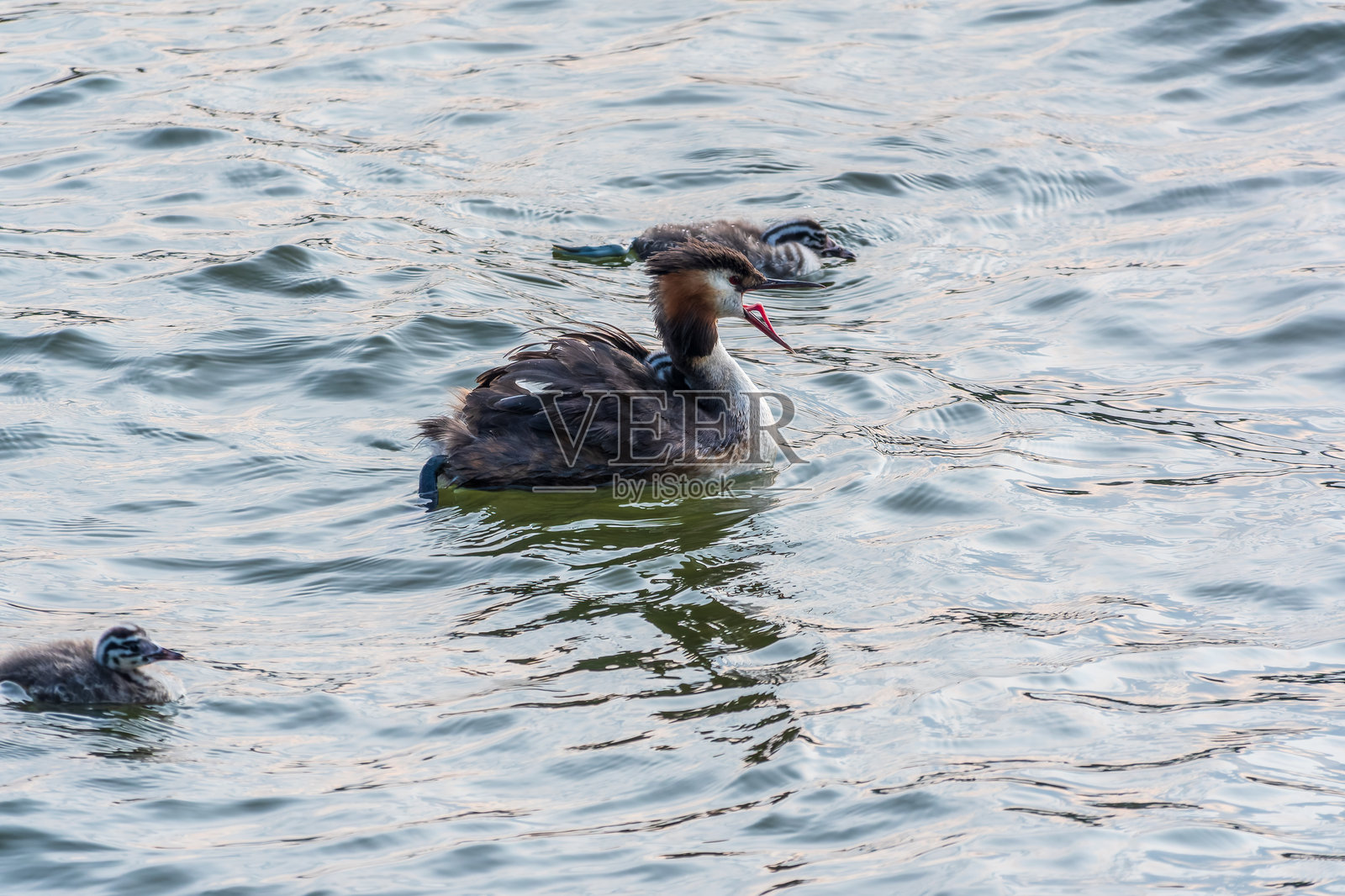 水中鸟类黑颈䴙䴘（Podiceps cristatus）在湖中游泳，可爱的幼鸟们趴在它背上照片摄影图片