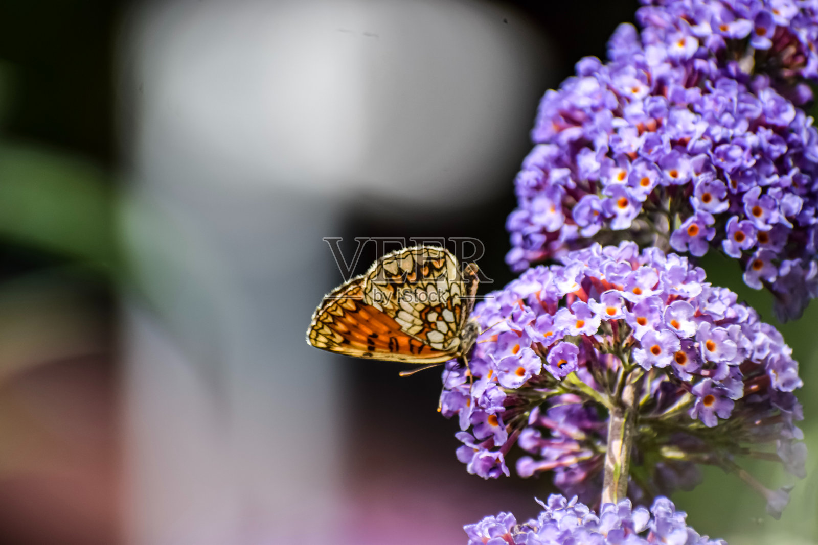 花园里，一只色彩斑斓的蝴蝶停在一簇鲜艳的紫花上，特写镜头照片摄影图片