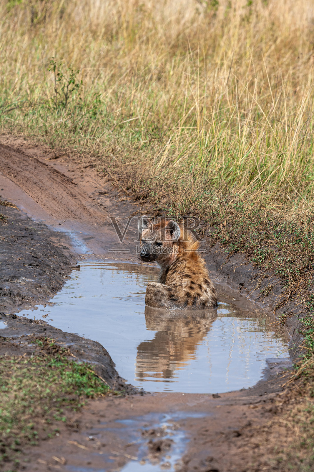 鬣狗在肯尼亚马赛马拉的水坑里休息。照片摄影图片