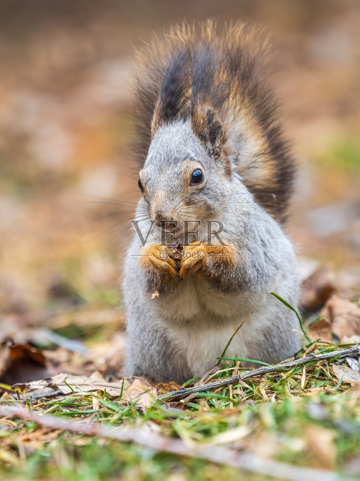 秋季或春季的松鼠，在绿草地上拿着坚果，周围散落着黄叶照片摄影图片