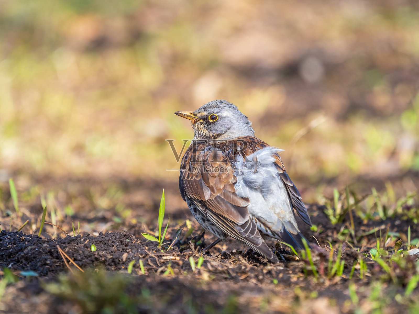 一只已经离巢的鸫科鸟类（Turdus pilaris）幼鸟，正坐在春天的草坪上，等待父母喂食。照片摄影图片