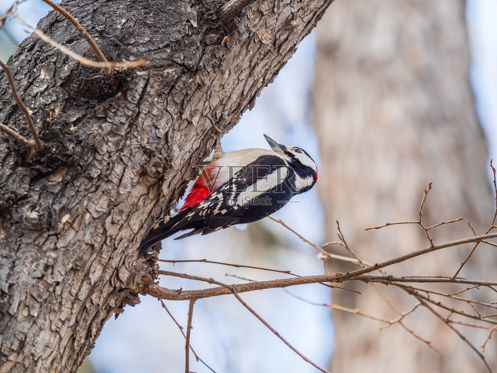 一只小啄木鸟栖息在树干上。大斑啄木鸟，Dendrocopos major照片摄影图片