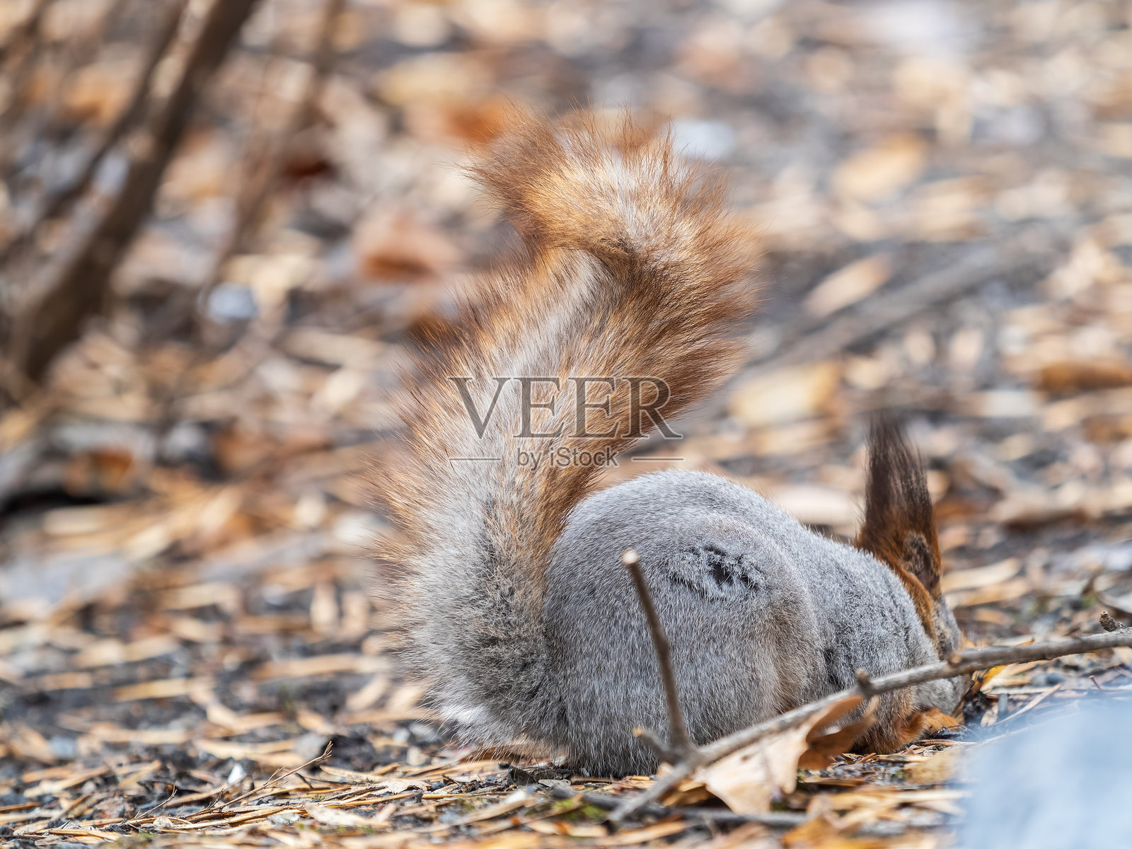 秋天的松鼠在绿草地上藏匿坚果，旁边散落着枯黄的落叶照片摄影图片