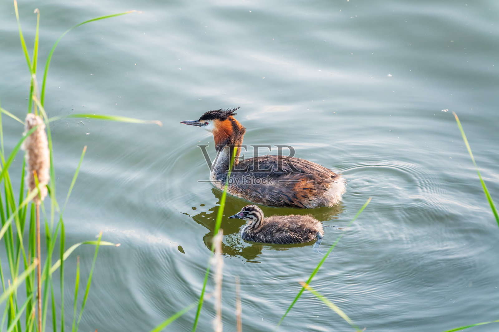 水中游弋的冠鸊鷉，带着雏鸟照片摄影图片